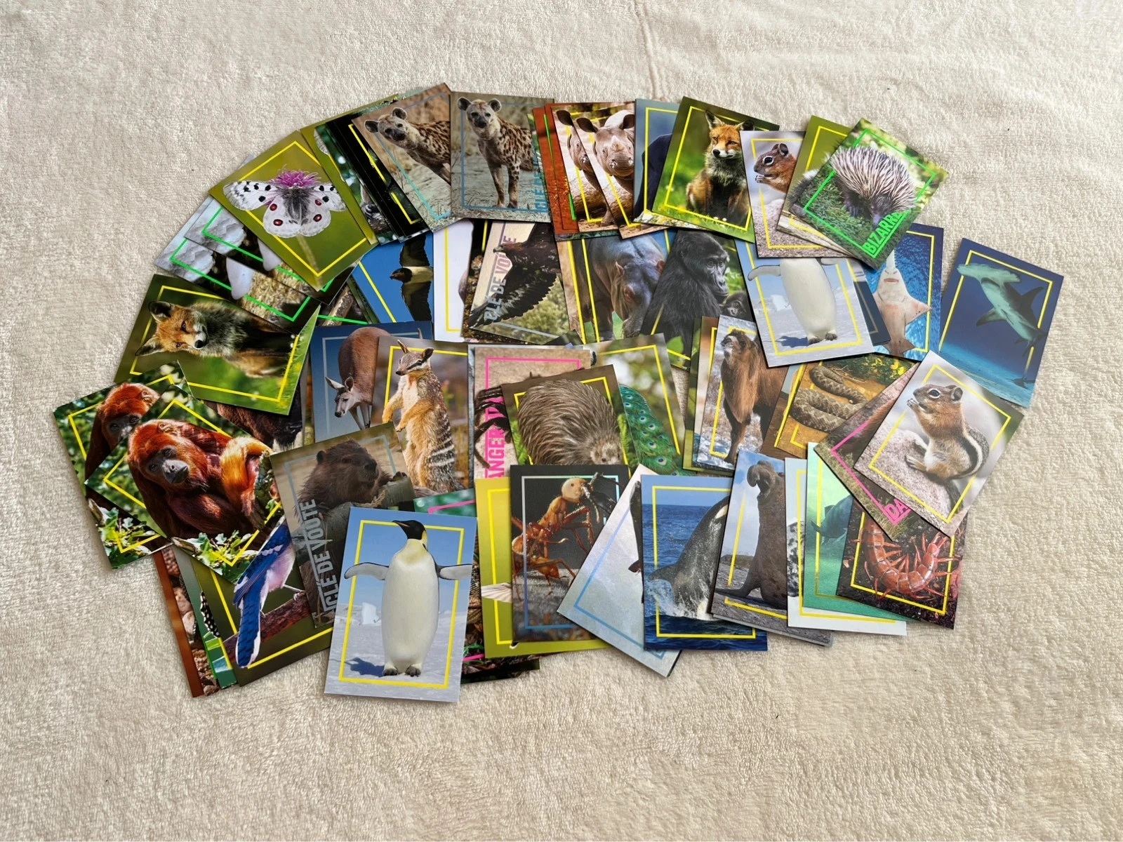 lot de cartes animaux national geographic 🐾🌍